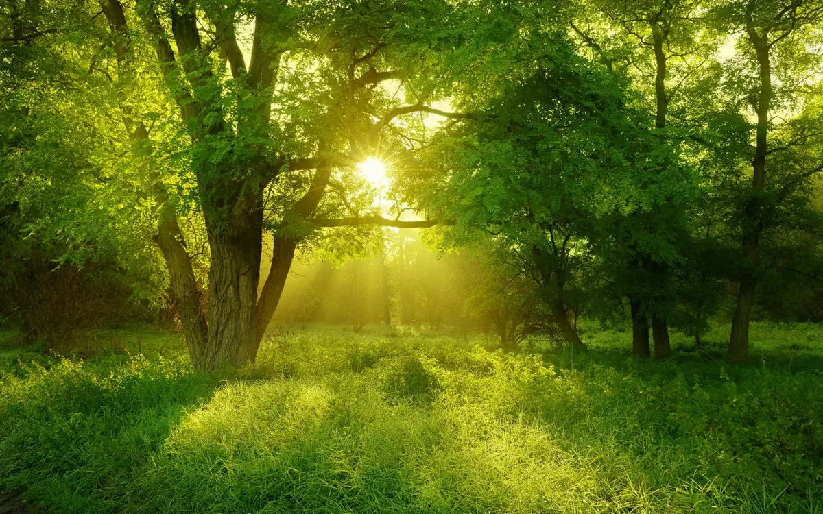 1424849142345.webp